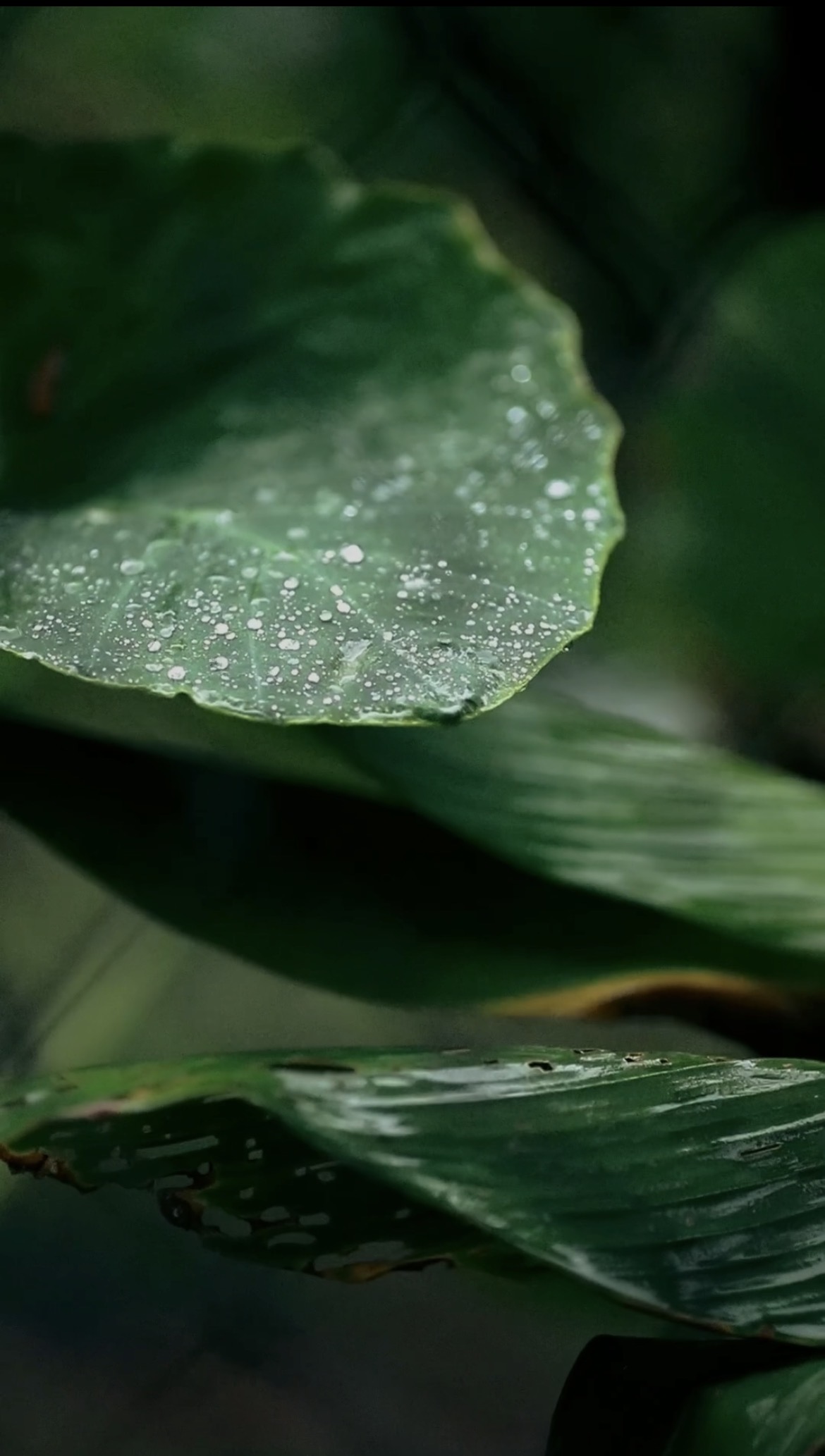 雨の葉